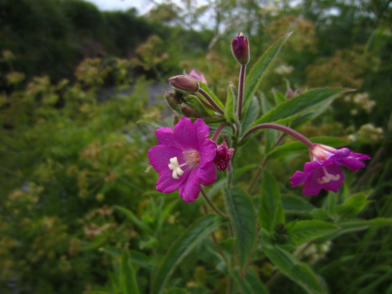 Great Willowherb Epilobium hirsutum Shellaghan mooar