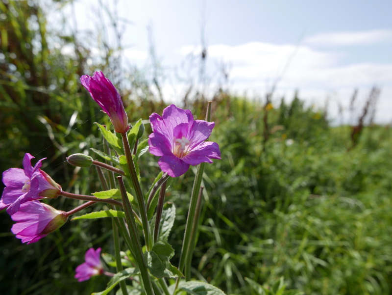 Great Willowherb Epilobium hirsutum Shellaghan mooar