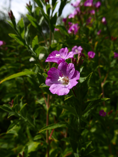 Great Willowherb Epilobium hirsutum Shellaghan mooar