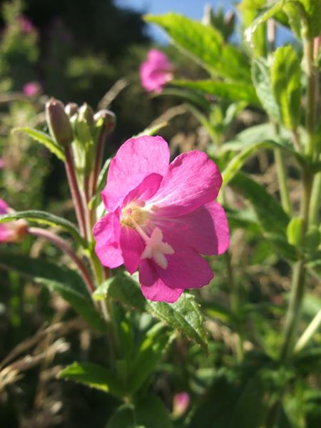 Great Willowherb Epilobium hirsutum Shellaghan mooar