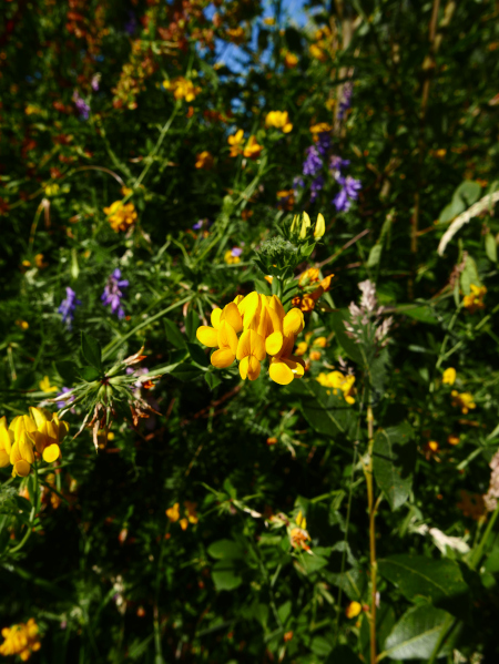 Greater Bird's-foot Trefoil Lotus pedunculatus Crow-ein curree