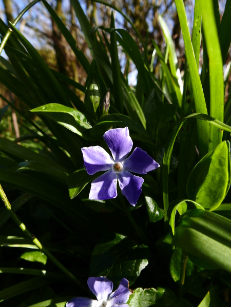 Greater Periwinkle Vinca major feoghaig vooar