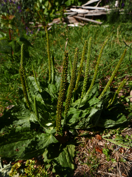 Greater Plantain Plantago major Cabbag Pherick