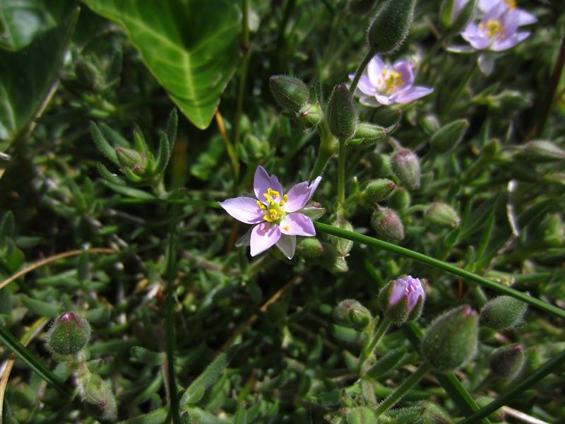 Greater Sea Spurrey Spergularia media Corran-marrey mooar