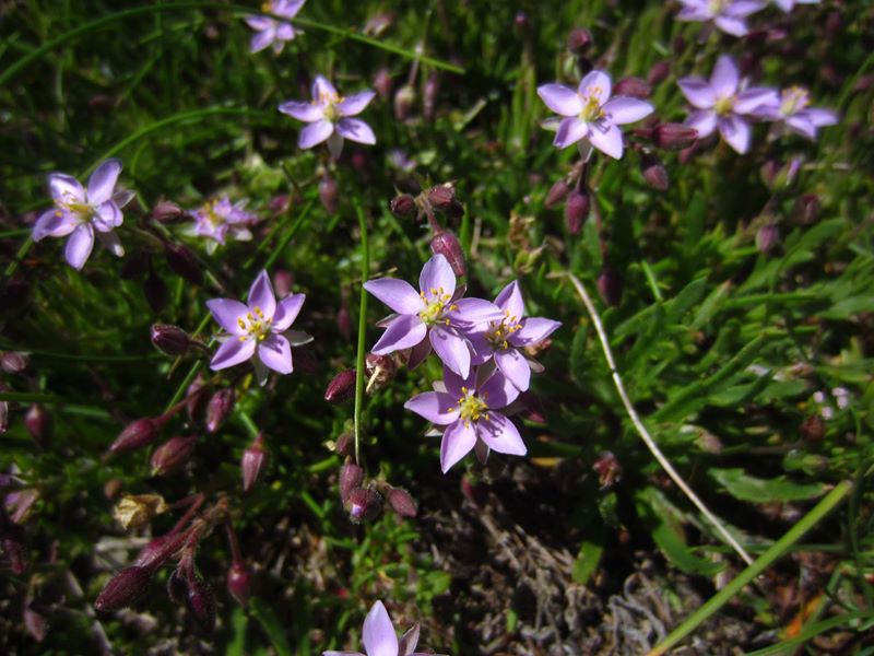 Greater Sea Spurrey Spergularia media Corran-marrey mooar