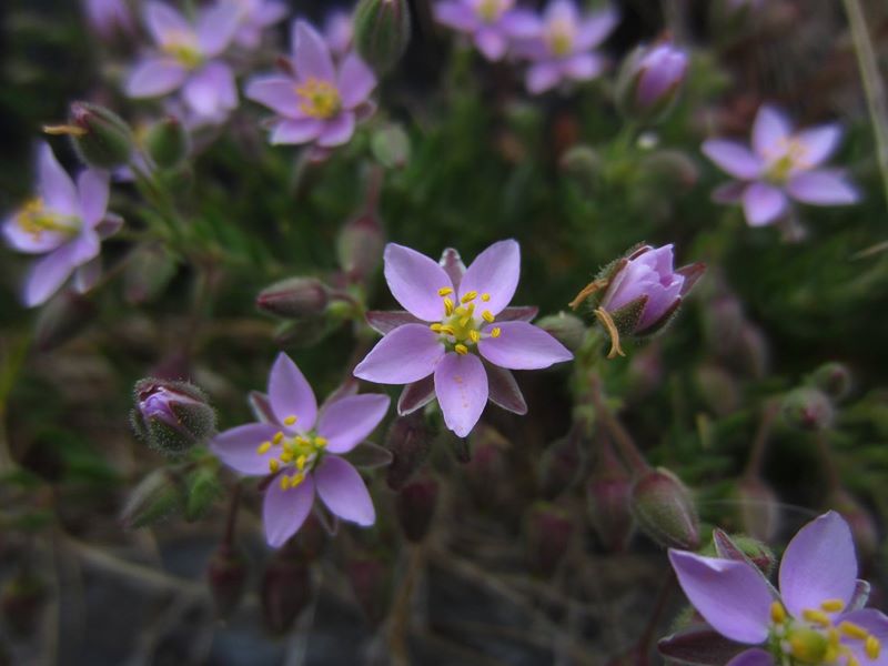 Greater Sea Spurrey Spergularia media Corran-marrey mooar