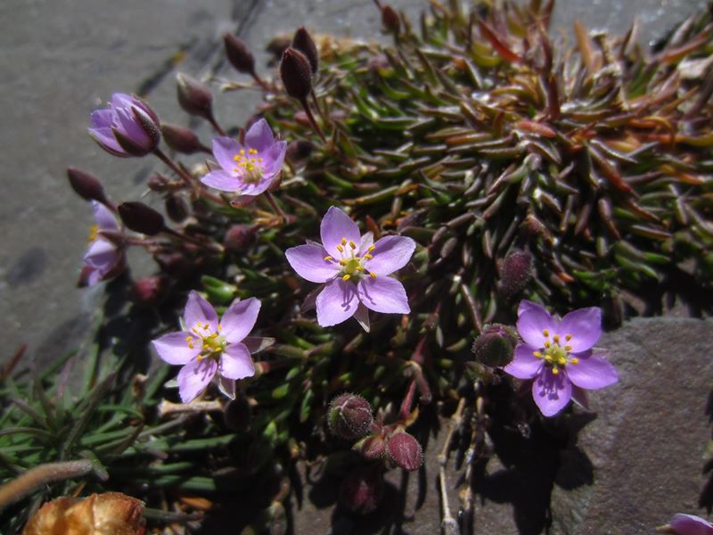 Greater Sea Spurrey Spergularia media Corran-marrey mooar