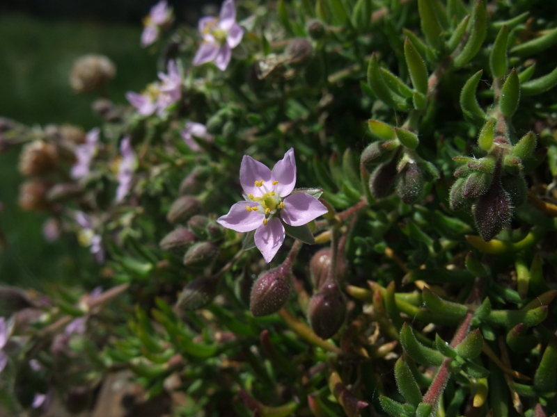 Greater Sea Spurrey Spergularia media Corran-marrey mooar