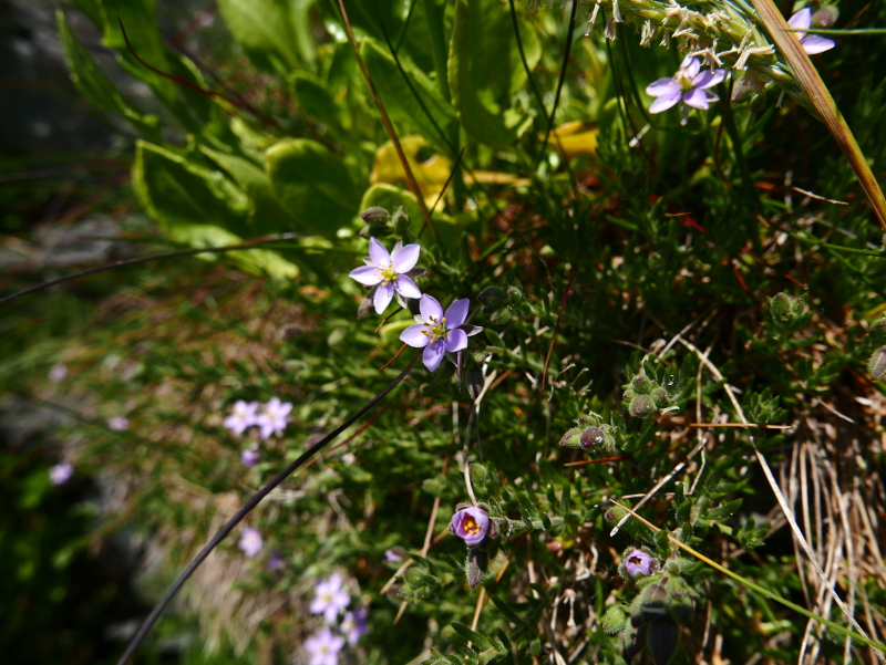 Greater Sea Spurrey Spergularia media Corran-marrey mooar