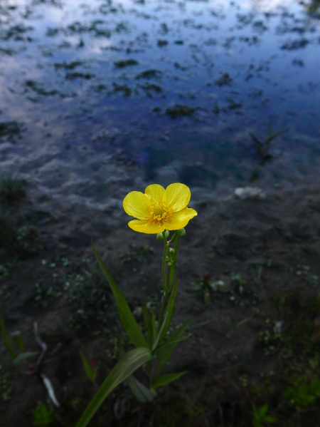 Greater Spearwort Ranunculus lingua Lossyr lheeannagh vooar