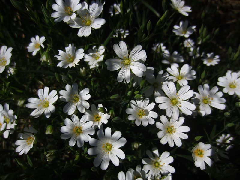 Greater Stitchwort Stellaria holostea lieen ny ferrishin