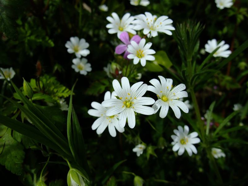 Greater Stitchwort Stellaria holostea lieen ny ferrishin