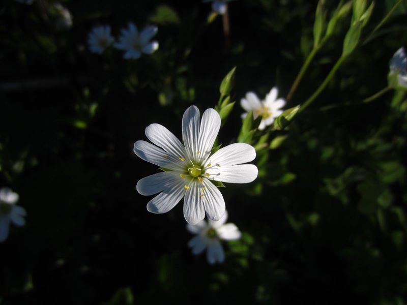 Greater Stitchwort Stellaria holostea lieen ny ferrishin