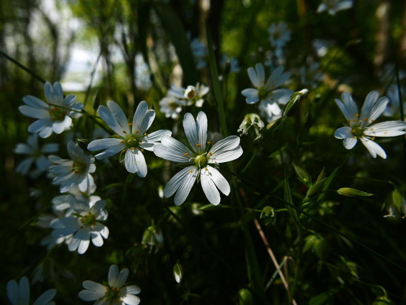 Greater Stitchwort Stellaria holostea lieen ny ferrishin