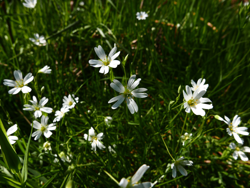 Greater Stitchwort Stellaria holostea lieen ny ferrishin