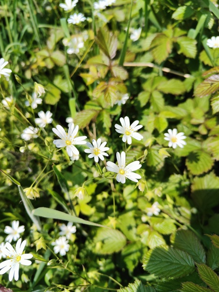 Greater Stitchwort Stellaria holostea lieen ny ferrishin