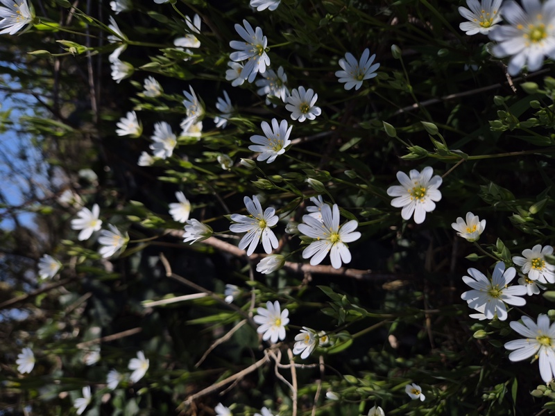 Greater Stitchwort Stellaria holostea lieen ny ferrishin