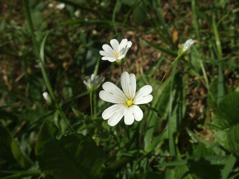 Greater Stitchwort Stellaria holostea lieen ny ferrishin