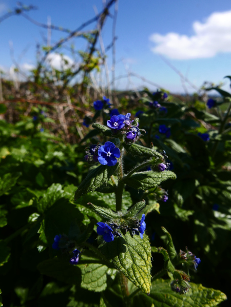 Green Alkanet Pentaglottis sempervirens Boglys Spaainagh