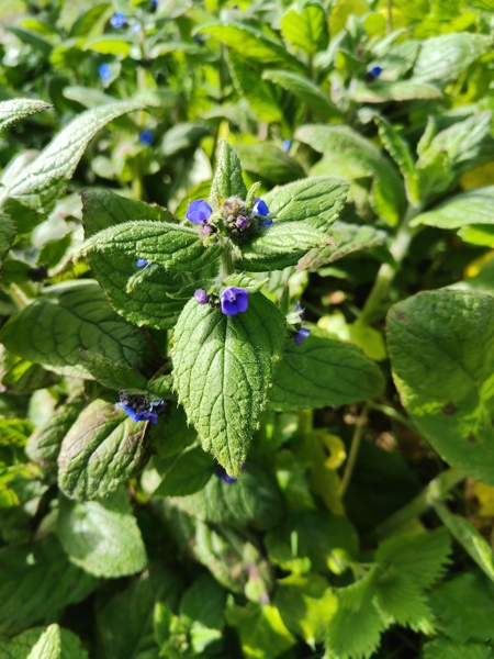 Green Alkanet Pentaglottis sempervirens Boglys Spaainagh