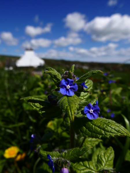 Green Alkanet Pentaglottis sempervirens Boglys Spaainagh