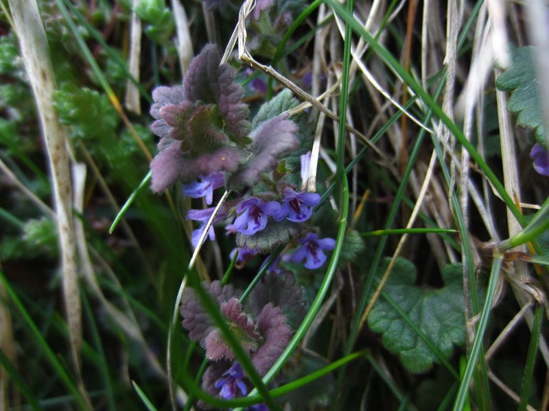 Ground Ivy Glechoma hederacea ard-losserey