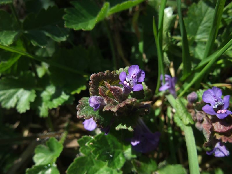 Ground Ivy Glechoma hederacea ard-losserey