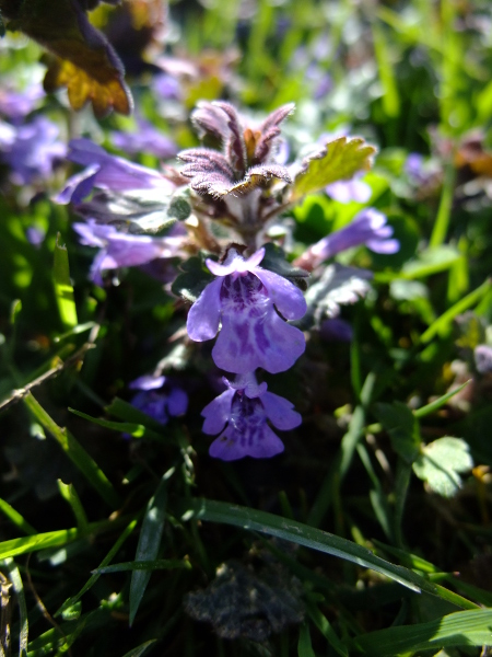 Ground Ivy Glechoma hederacea ard-losserey