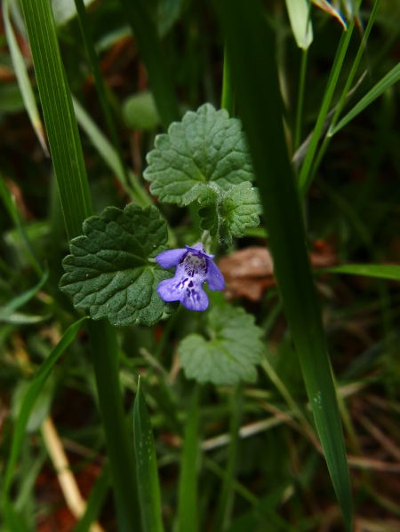 Ground Ivy Glechoma hederacea ard-losserey