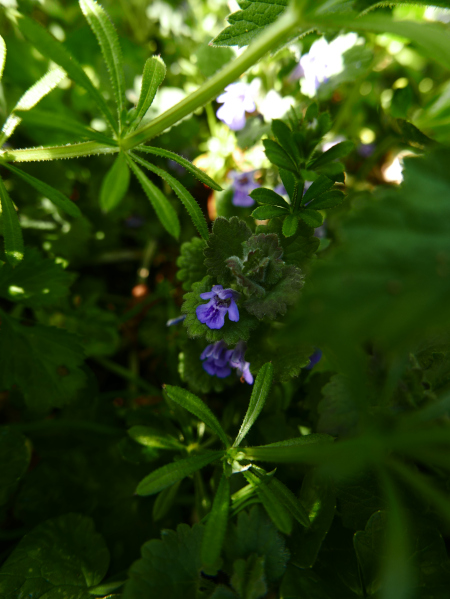 Ground Ivy Glechoma hederacea ard-losserey