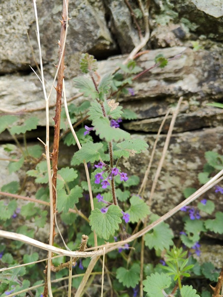 Ground Ivy Glechoma hederacea ard-losserey