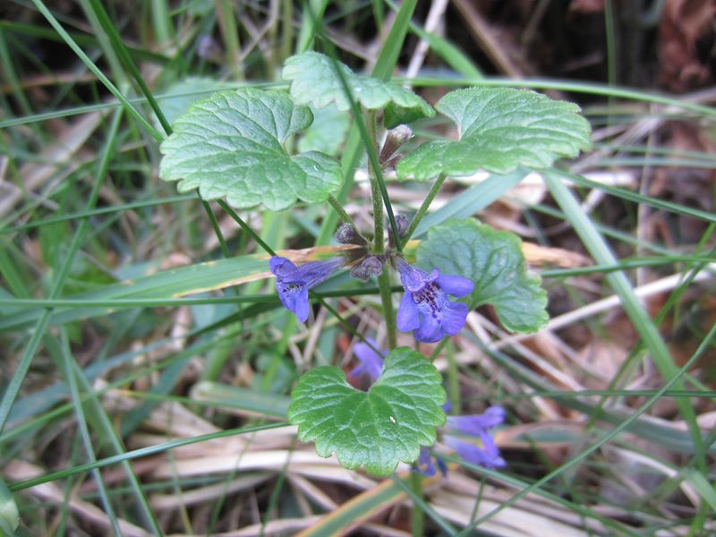 Ground Ivy Glechoma hederacea ard-losserey