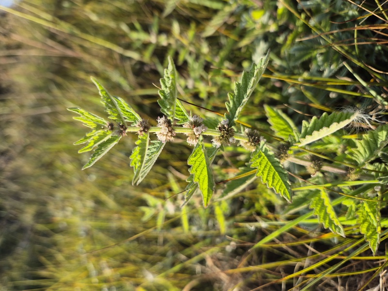 Gypsywort Lycopus europaeus Nep churree