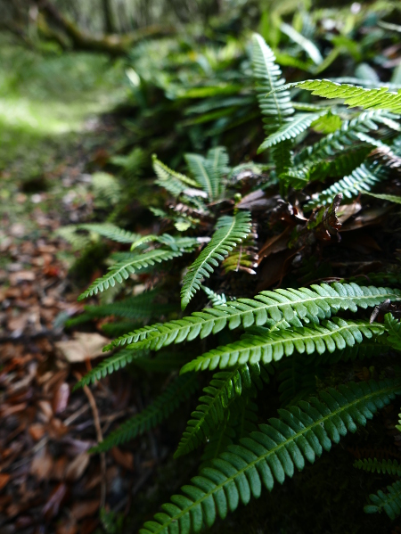 Hard Fern Blechnum spicant Renniagh chreoi