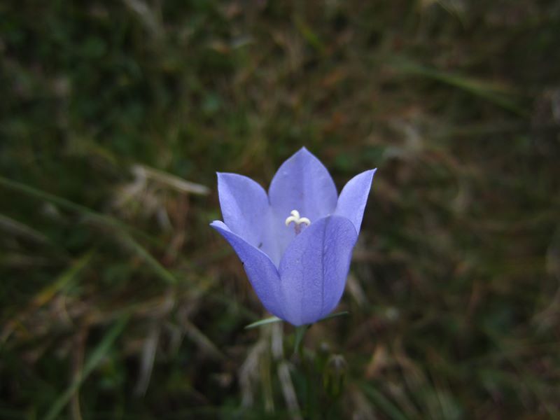 Harebell Campanula rotundifolia Marrane Ferrish