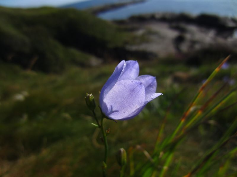 Harebell Campanula rotundifolia Marrane Ferrish