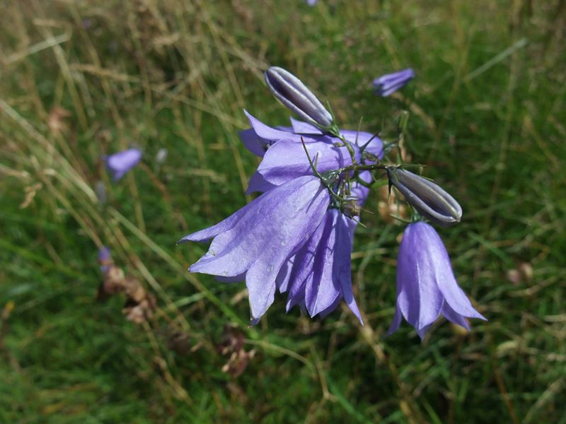 Harebell Campanula rotundifolia Marrane Ferrish