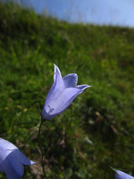 Harebell Campanula rotundifolia Marrane Ferrish