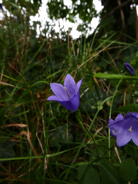 Harebell Campanula rotundifolia Marrane Ferrish