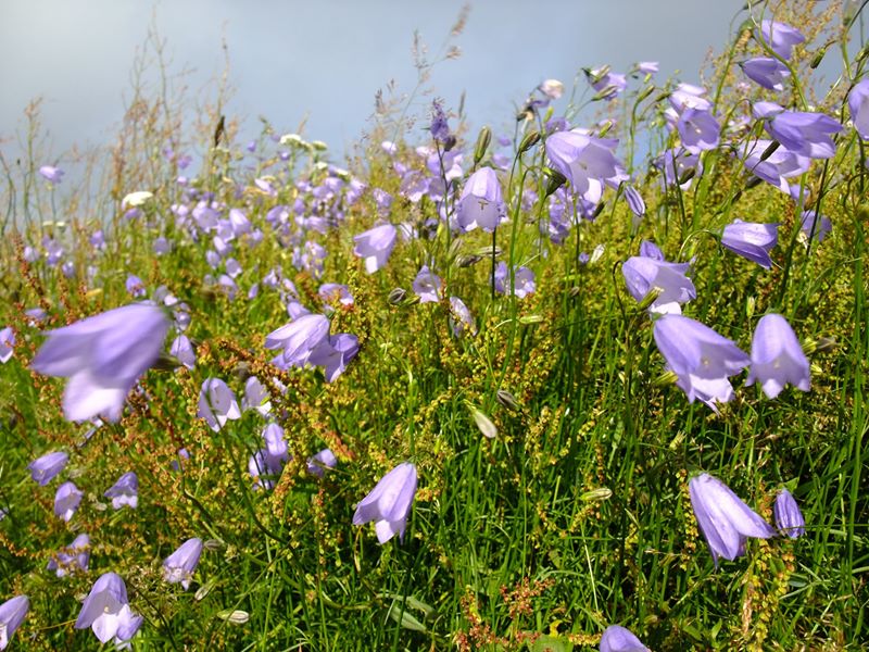 Harebell Campanula rotundifolia Marrane Ferrish