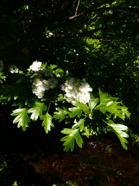 Hawthorn Crataegus monogyna Drine Bane