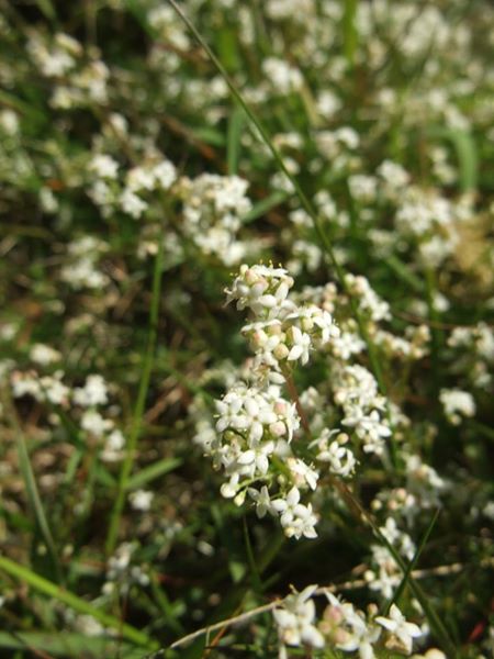 Heath Bedstraw Galium saxatile follan fing