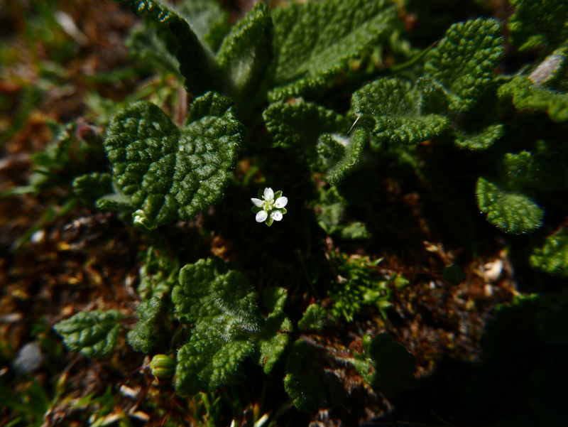 Heath Pearlwort Sagina subulata Mungan moaney