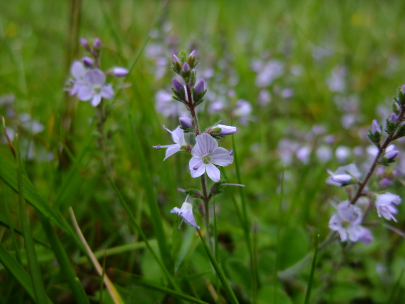 Heath Speedwell Veronica officinalis Lus-chray y faiyr