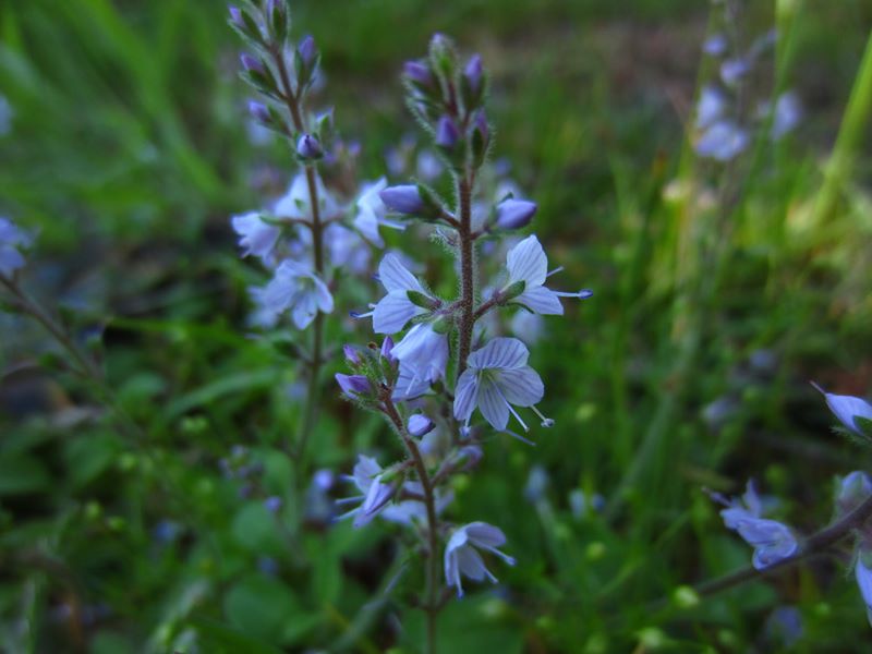 Heath Speedwell Veronica officinalis Lus-chray y faiyr