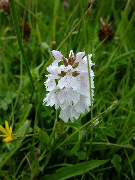 Heath Spotted Orchid Dactylorhiza maculata Bwoid saggyrt