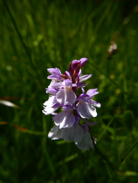 Heath Spotted Orchid Dactylorhiza maculata Bwoid saggyrt