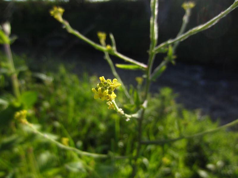 Hedge Mustard Sisymbrium officinale burley cleiyee