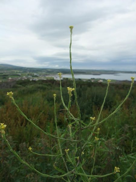 Hedge Mustard Sisymbrium officinale burley cleiyee