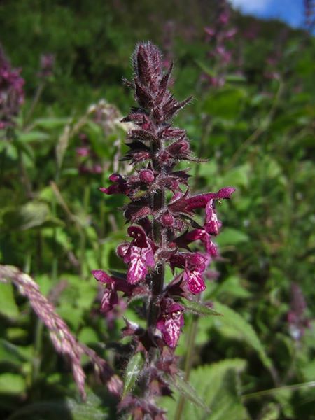 Hedge Woundwort Stachys sylvatica Lus-lhott cleiee